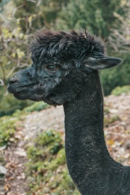 Güzel kesilmiş alpakalar. Lama 'lar Avusturya' da bir çiftlikte.