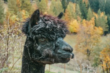 Güzel kesilmiş alpakalar. Lama 'lar Avusturya' da bir çiftlikte.