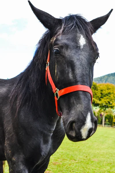 Een Prachtig Paard Graast Het Veld Paarden Een Boerderij Oostenrijk — Stockfoto