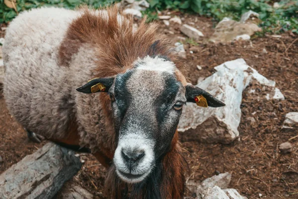 농장에 염소가 아름다운 — 스톡 사진