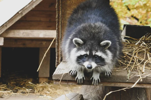 Cute Raccoon Close Portrait — Stock Photo, Image