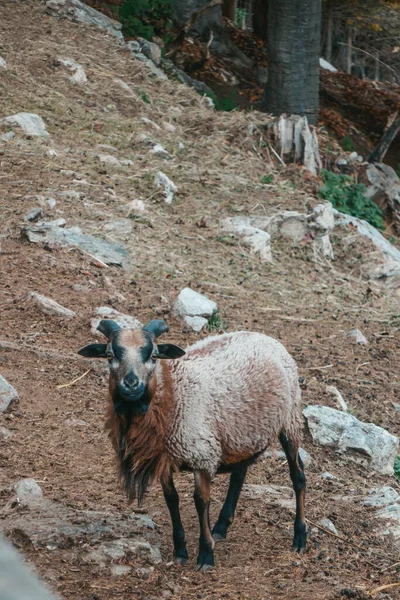 농장에 염소가 아름다운 — 스톡 사진