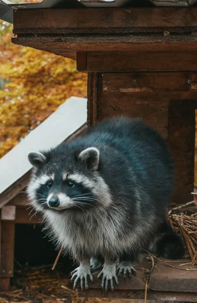 Cute Raccoon Close Portrait — Stock Photo, Image