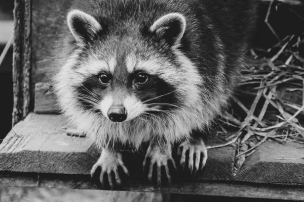 Cute Raccoon Close Portrait — Stock Photo, Image