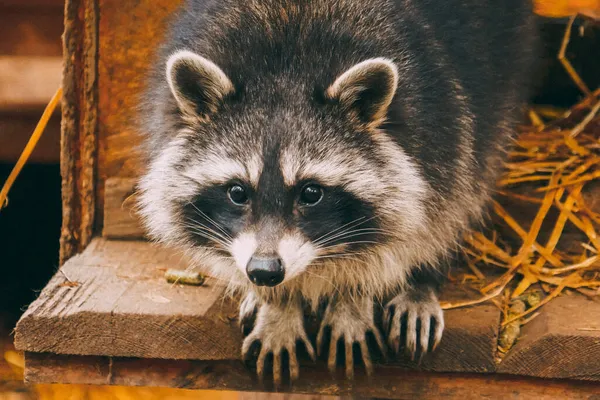 Cute Raccoon Close Portrait — Stock Photo, Image