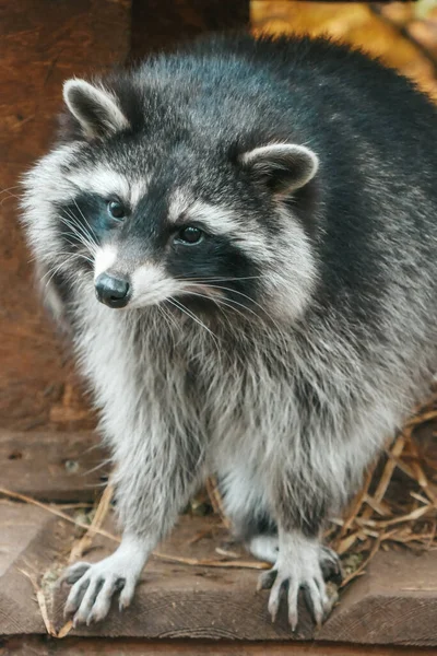 Cute Raccoon Close Portrait — Stock Photo, Image