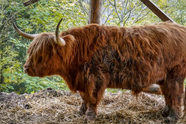 Belas Vacas Peludas Vacas Escocesas Pastam Floresta — Fotografia de Stock