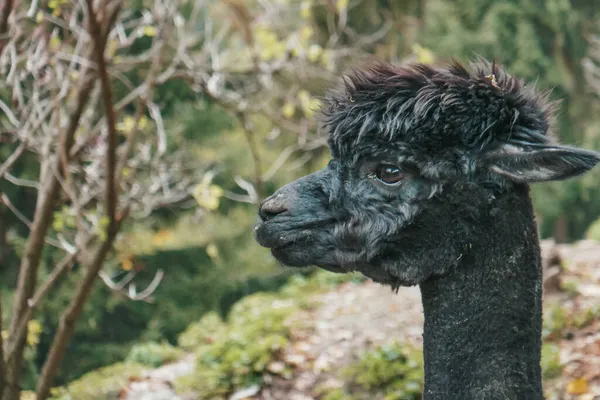 Güzel kesilmiş alpakalar. Lama 'lar Avusturya' da bir çiftlikte.