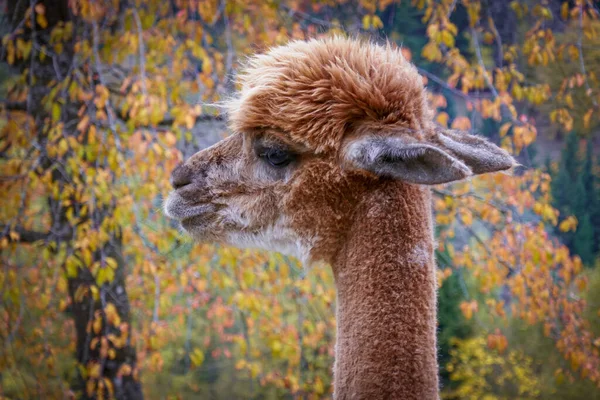 Güzel kesilmiş alpakalar. Lama 'lar Avusturya' da bir çiftlikte.