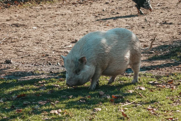 農場で可愛い子豚 — ストック写真