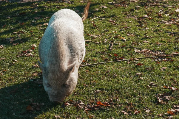 농장에 귀여운 돼지들 — 스톡 사진