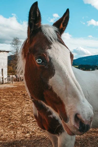 Porträtt Vacker Häst Nära Gården — Stockfoto