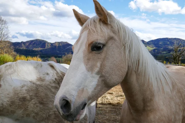 Portret Pięknego Konia Bliska Farmie — Zdjęcie stockowe