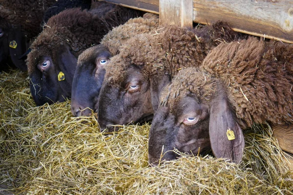 Kahverengi koyun yaklaş. Koyunlar çiftlikte saman yerler..