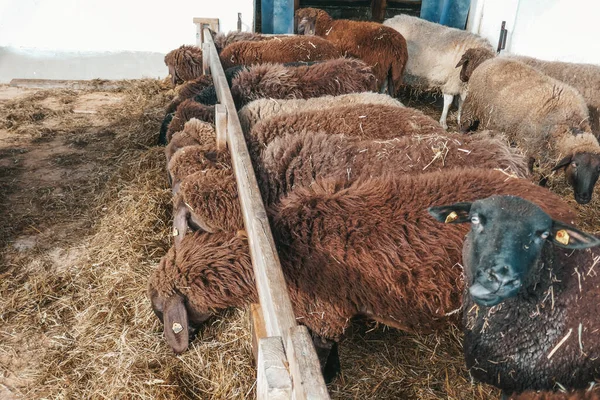 Des Moutons Bruns Près Les Moutons Mangent Foin Ferme — Photo