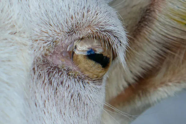 Çiftlikteki Komik Keçi Keçiler Gülümsüyor Dişler Kapalı — Stok fotoğraf