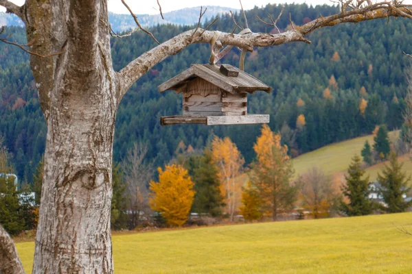 Ormandaki kuş yemliği. Avusturya dağlarında kuş yuvası.