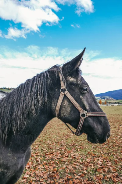 Portret Pięknego Konia Bliska Farmie — Zdjęcie stockowe