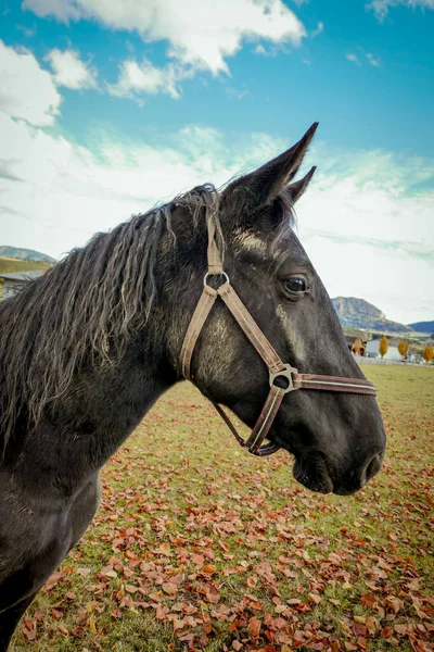 Portret Van Een Prachtig Paard Van Dichtbij Boerderij — Stockfoto