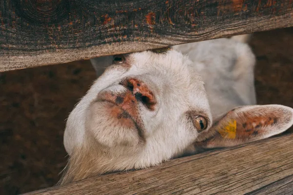 Vtipná Koza Farmě Kozy Usmívají Zuby Zblízka Stock Snímky