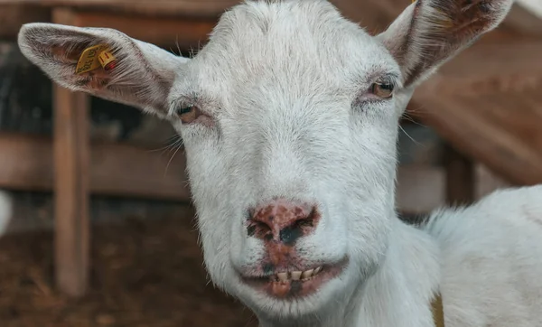 Vtipná Koza Farmě Kozy Usmívají Zuby Zblízka Stock Obrázky