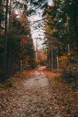 Ormanda güzel bir sonbahar. Sarı yapraklar ağaçlardan düşer..