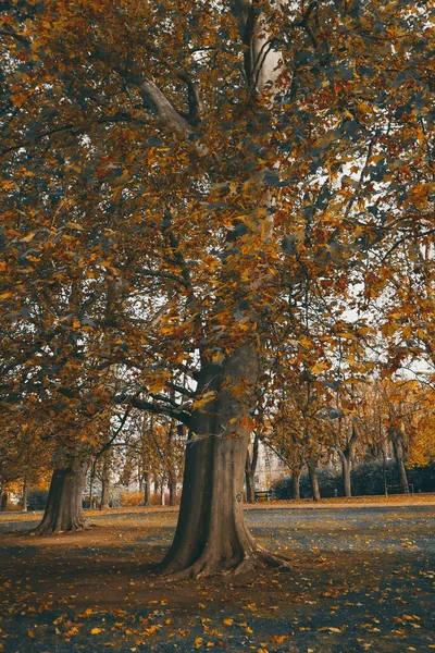 Piękna Jesień Lesie Żółte Liście Spadają Drzew — Zdjęcie stockowe
