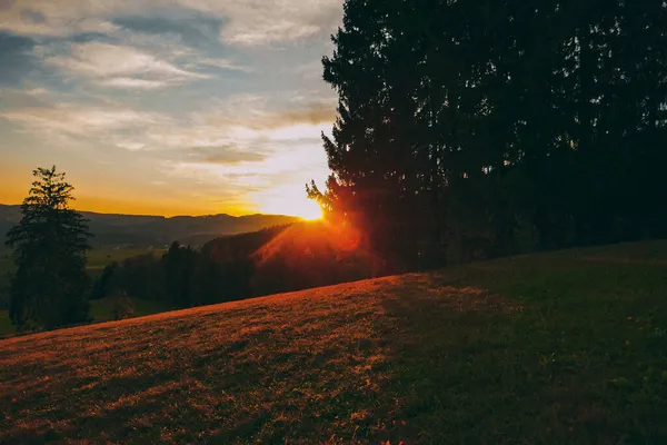 Ormanda güzel bir sonbahar. Sarı yapraklar ağaçlardan düşer..