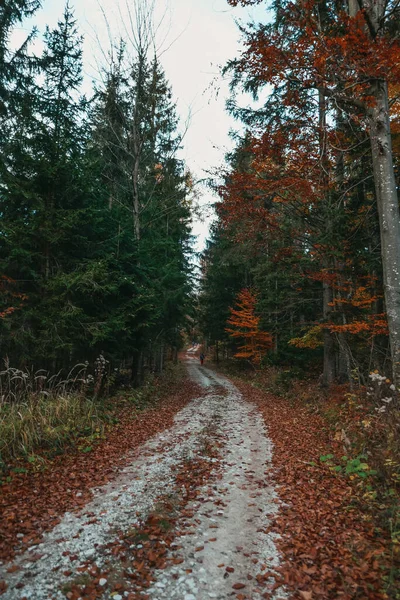 Bel Automne Dans Forêt Des Feuilles Jaunes Tombent Des Arbres — Photo