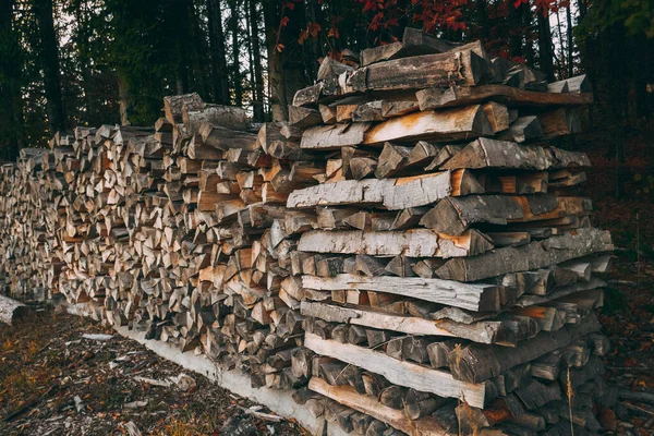 木を閉めろ 森の中で薪を収穫 — ストック写真