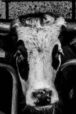 Avusturya 'da bir çiftlikte güzel inekler.