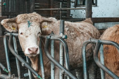 Avusturya 'da bir çiftlikte güzel inekler.