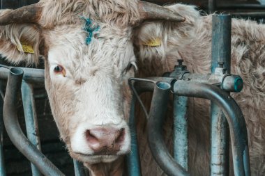 Avusturya 'da bir çiftlikte güzel inekler.