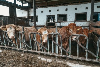 Avusturya 'da bir çiftlikte güzel inekler.