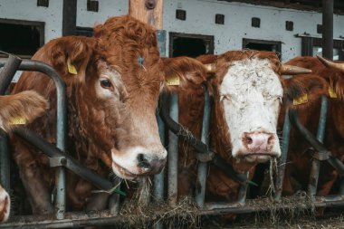 Avusturya 'da bir çiftlikte güzel inekler.