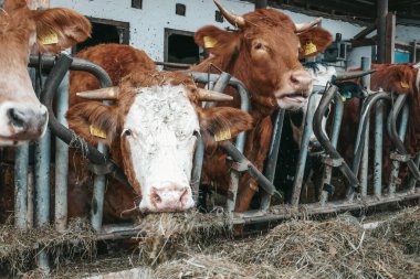 Avusturya 'da bir çiftlikte güzel inekler.