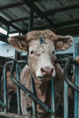 Avusturya 'da bir çiftlikte güzel inekler.