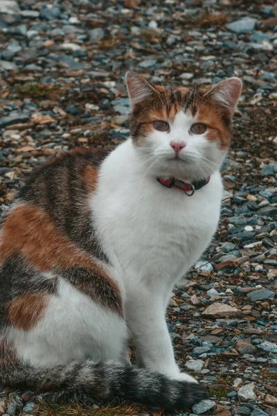 Sokaktaki Güzel Kediler Kedi Bahçede Yürüyor — Stok fotoğraf