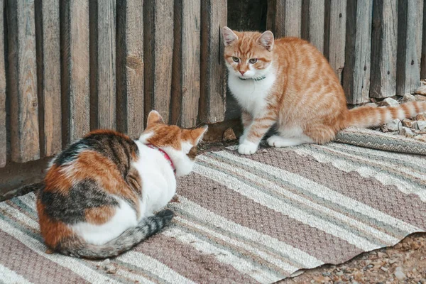 Schöne Katzen Auf Der Straße Die Katze Geht Den Hof — Stockfoto