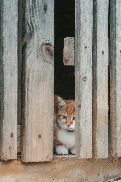 漂亮的猫在街上 猫在院子里散步 — 图库照片