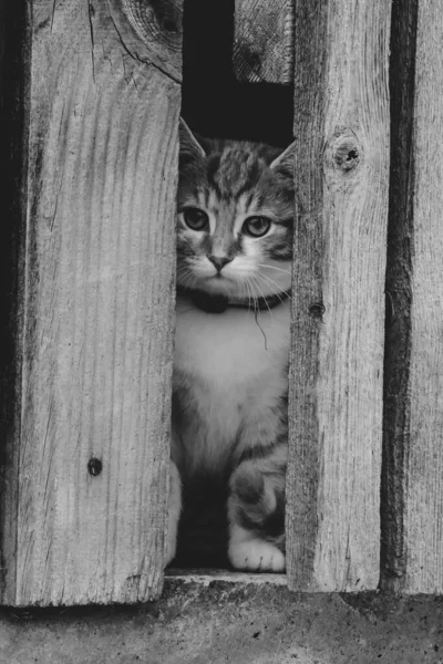 Bellissimi Gatti Strada Gatto Cammina Nel Cortile — Foto Stock