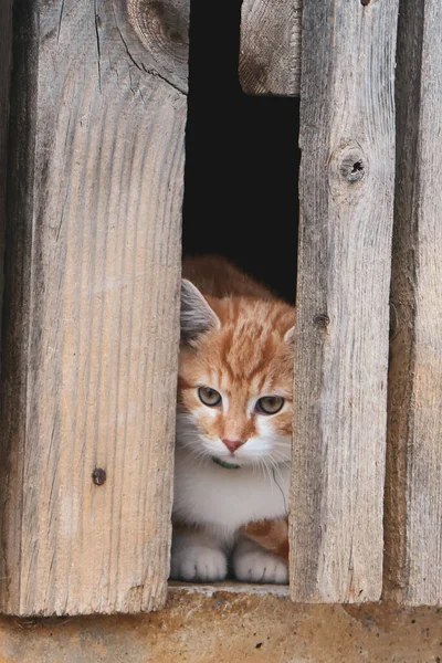 Schöne Katzen Auf Der Straße Die Katze Geht Den Hof — Stockfoto