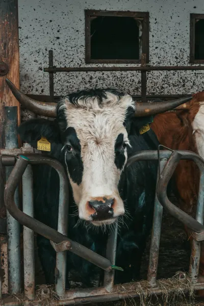 オーストリアの農場で美しい牛 — ストック写真