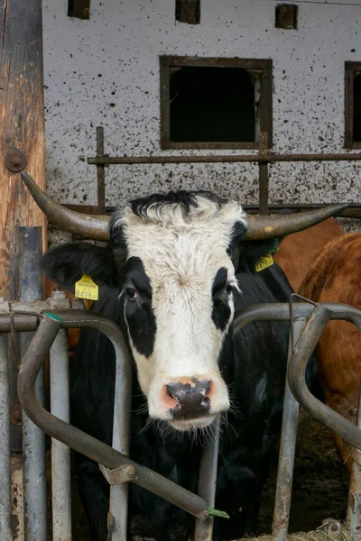 Belas Vacas Uma Fazenda Áustria — Fotografia de Stock