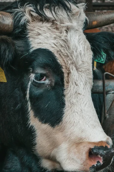 Prachtige Koeien Een Boerderij Oostenrijk — Stockfoto