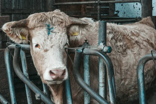 Hermosas Vacas Una Granja Austria —  Fotos de Stock