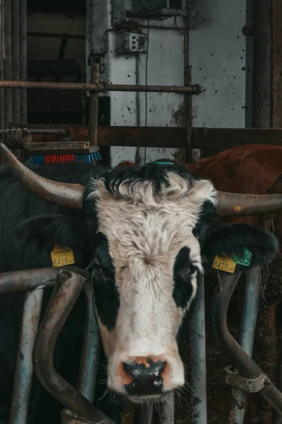 Belles Vaches Dans Une Ferme Autriche — Photo