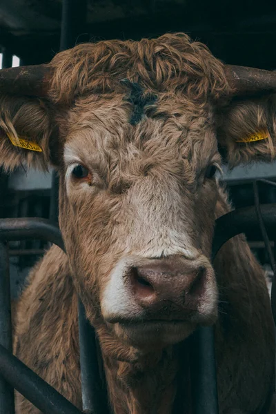 Красивые Коровы Ферме Австрии — стоковое фото