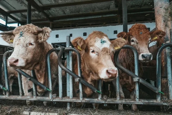 Belas Vacas Uma Fazenda Áustria Imagens Royalty-Free
