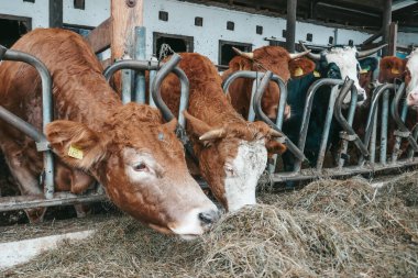 Avusturya 'da bir çiftlikte güzel inekler.